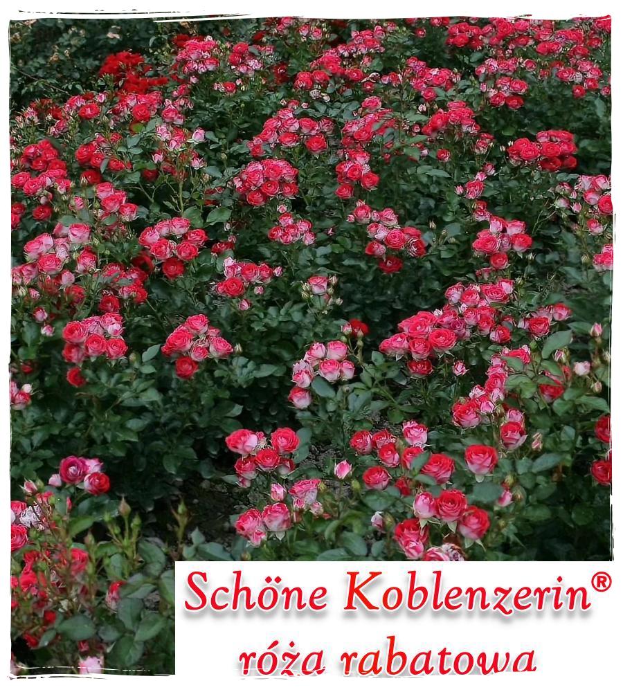 Schone Koblenzerin róże rabatowe